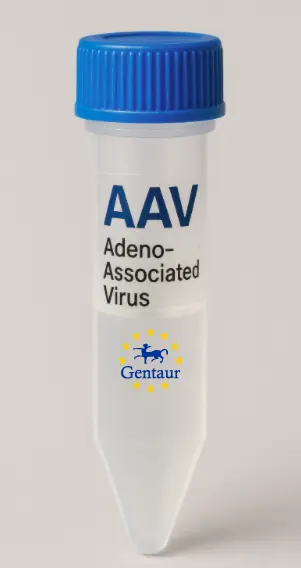 CDC20 AAV Vector (Mouse) (CMV)